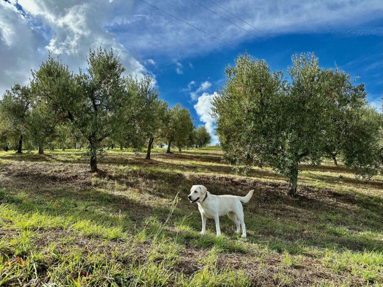 Bio Agriturismo Costa Etrusca | Vacanze con il cane