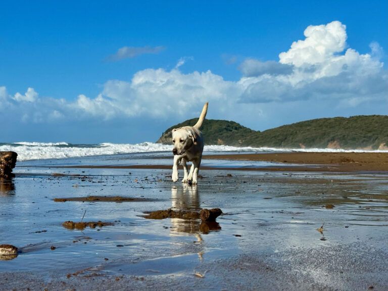 Bio Agriturismo Costa Etrusca | Vacanze con il cane