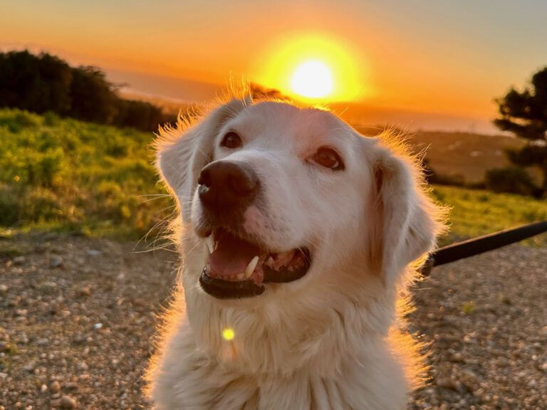 Bio Agriturismo Costa Etrusca | Vacanze con il cane