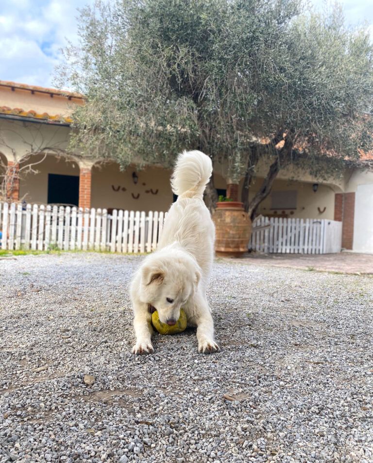 Bio Agriturismo Costa Etrusca | Vacanze con il cane