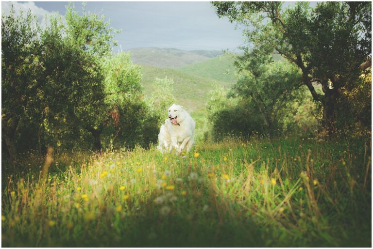 Bio Agriturismo Costa Etrusca | Vacanze con il cane